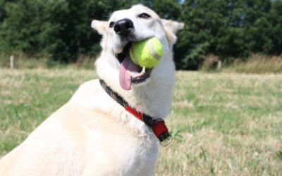 Keeping Your Pets Happy, Healthy, and Safe this Summer