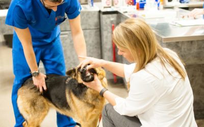 Tips for brushing your puppy, kitten or full-grown pet’s teeth