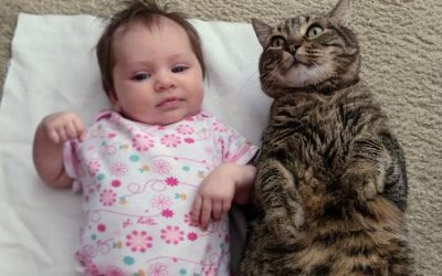 Introducing your cat to your newborn  Pets can grow to love your new baby with a few simple tricks