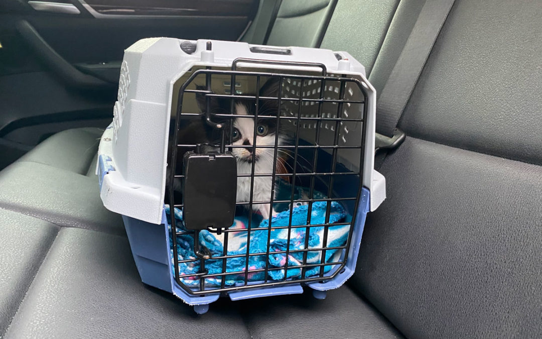 How To Keep Your Cat Safe On Car Rides – Firehouse Animal Health Kyle