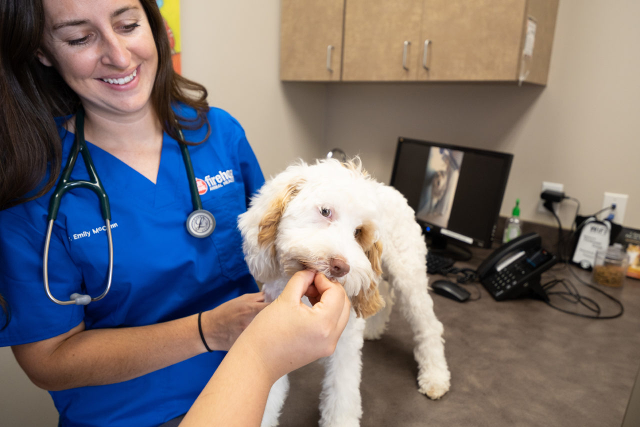 Best Veterinary Hospital Kyle, TX – Firehouse Animal Health