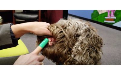 Brushing Your Pet’s Teeth: What to Know for Cats and Dogs  It easier than it seems!