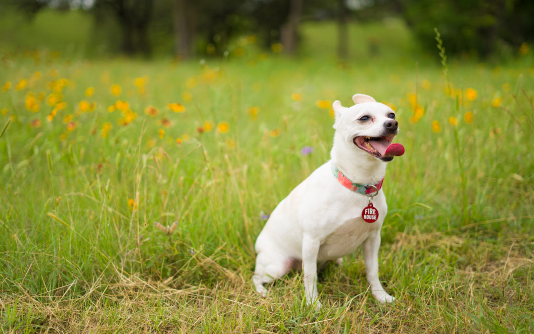 Ticks are Little. They Spread Big Diseases.  Protect your cat and dog with preventive medicine