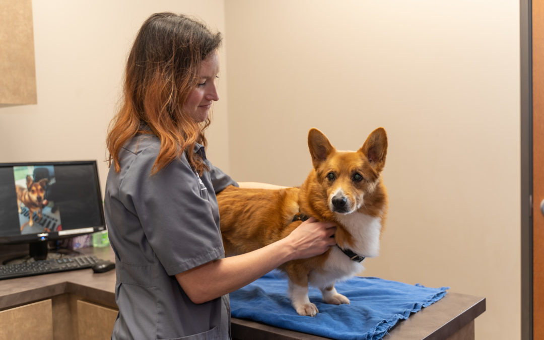 5 ways to nurture your senior pet  Make the most of your companion’s golden years