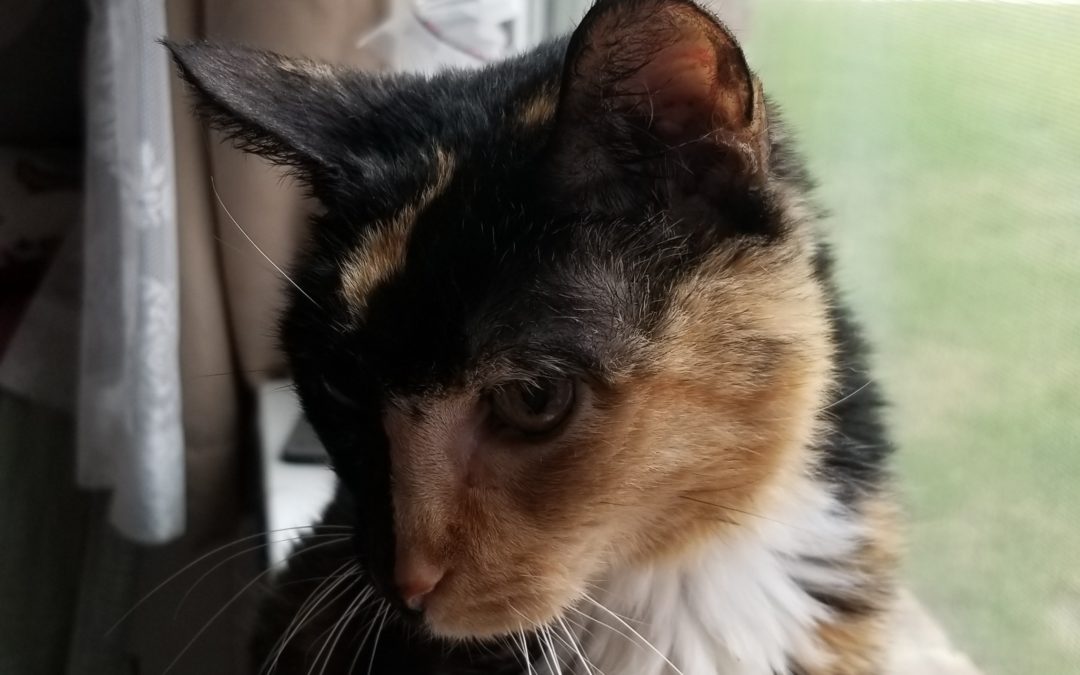 5 Tips for Senior Cats  Easy ways to protect your best bud