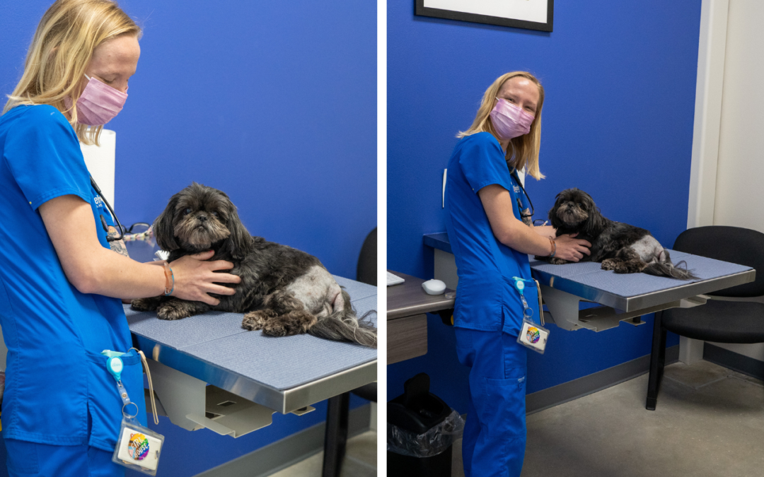 6 Signs Your Pet Has Allergies  Dogs suffer more often than cats