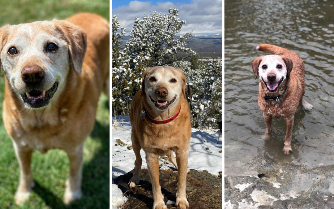 If You Are Facing the Loss of Your Pet  When your pet dies, we are here with answers and support