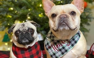 Pet-proof your holiday decor  How to keep your cats and dogs off the Naughty List
