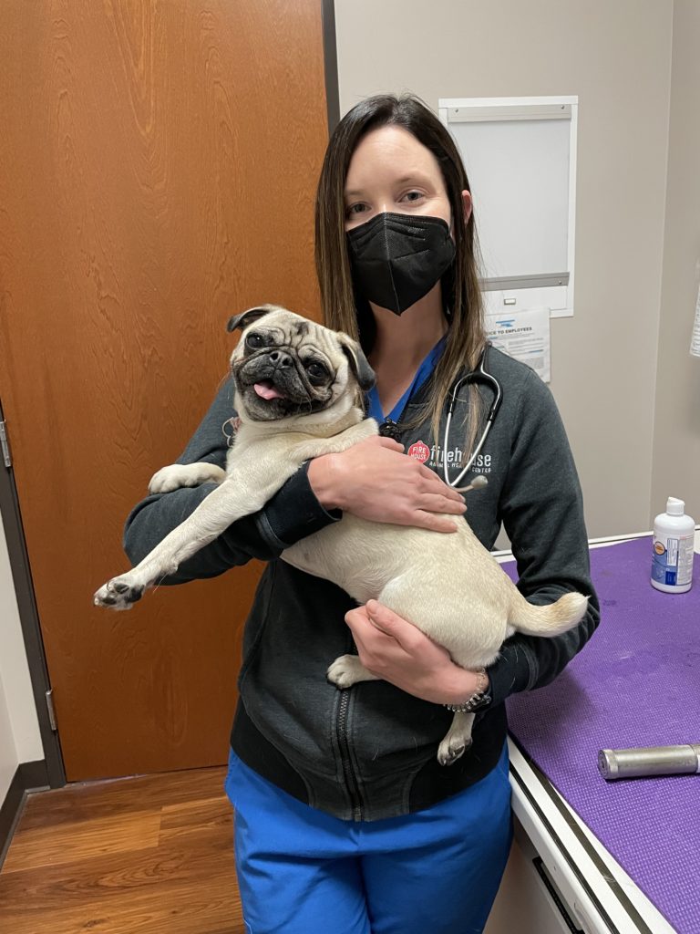 The Importance Of Pet Dental Xrays Firehouse Animal Health Kyle