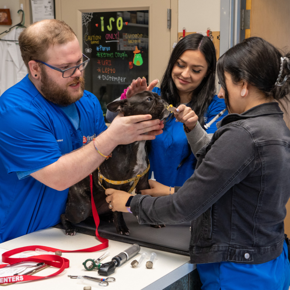 Veterinary Careers In Kyle, TX FIrehouse Animal Health