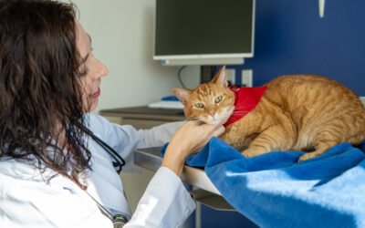 A 2023 Guide: Vaccinations for Cats and Dogs  Our careful, common sense approach. Customized for your pet.