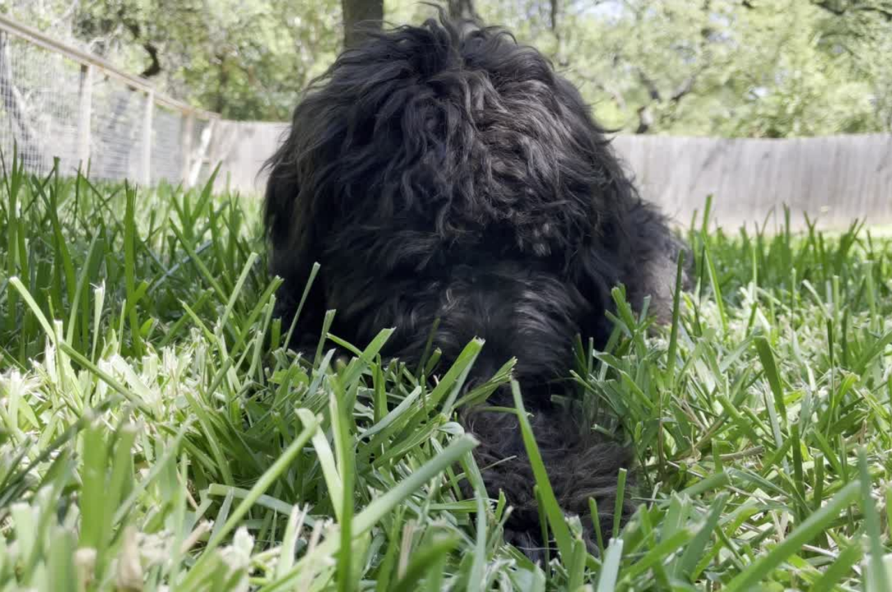 Picture of Explained: Why Dogs Eat Grass