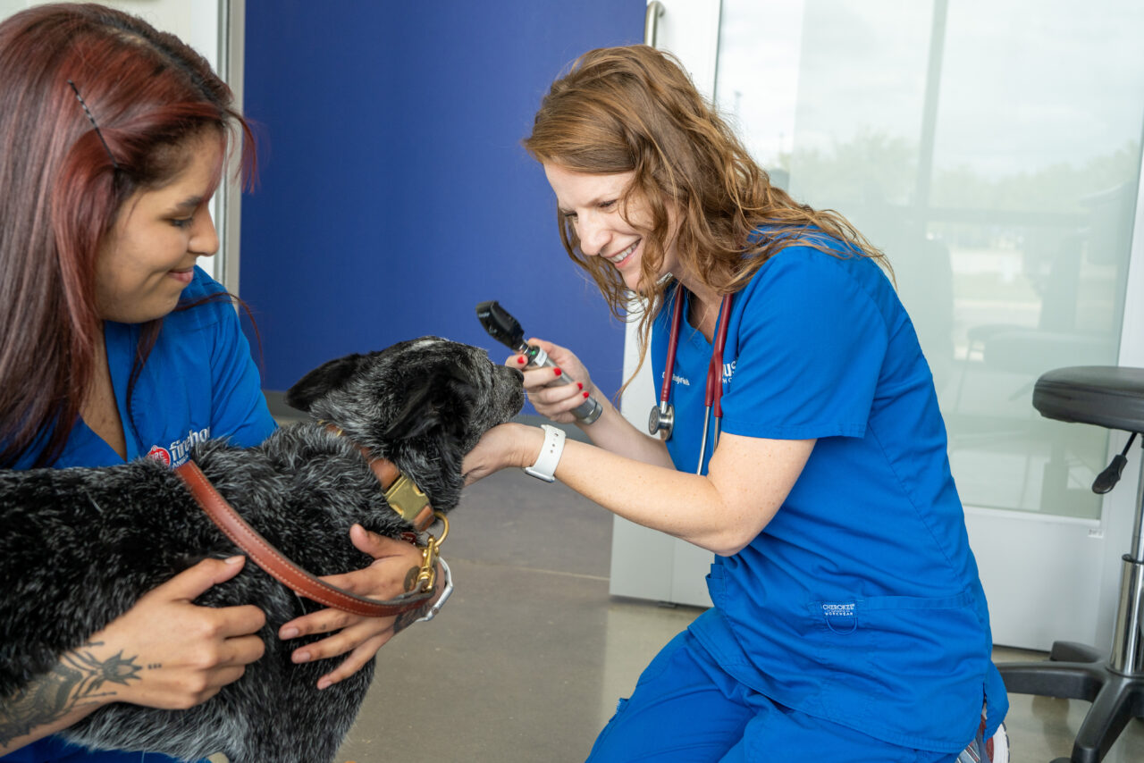 Best Veterinary Hospital Kyle, TX Firehouse Animal Health