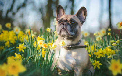 Expert Advice: Springtime Care for Furry Friends  Keep your cat and dog healthy in 2024