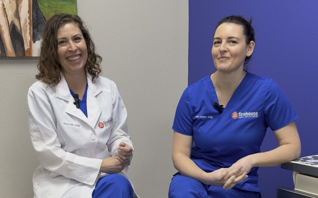 Keeping Your Pets Safe This Summer: Top Tips  Drs Sherry Hill and Kristen Ussery Share Expert Advice for a Healthy Summer