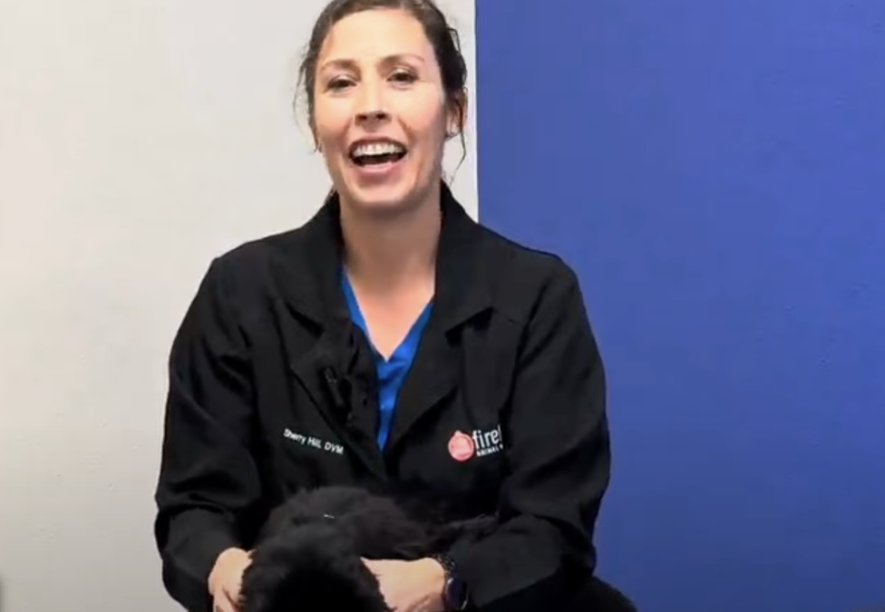 Why Did My Pet Just Throw Up?  Practical advice for dog and cat owners