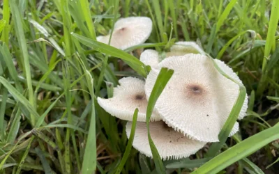 Protect Your Pets from Garden Mushrooms  Keep dogs and outdoor cats safe in your yard and during walks