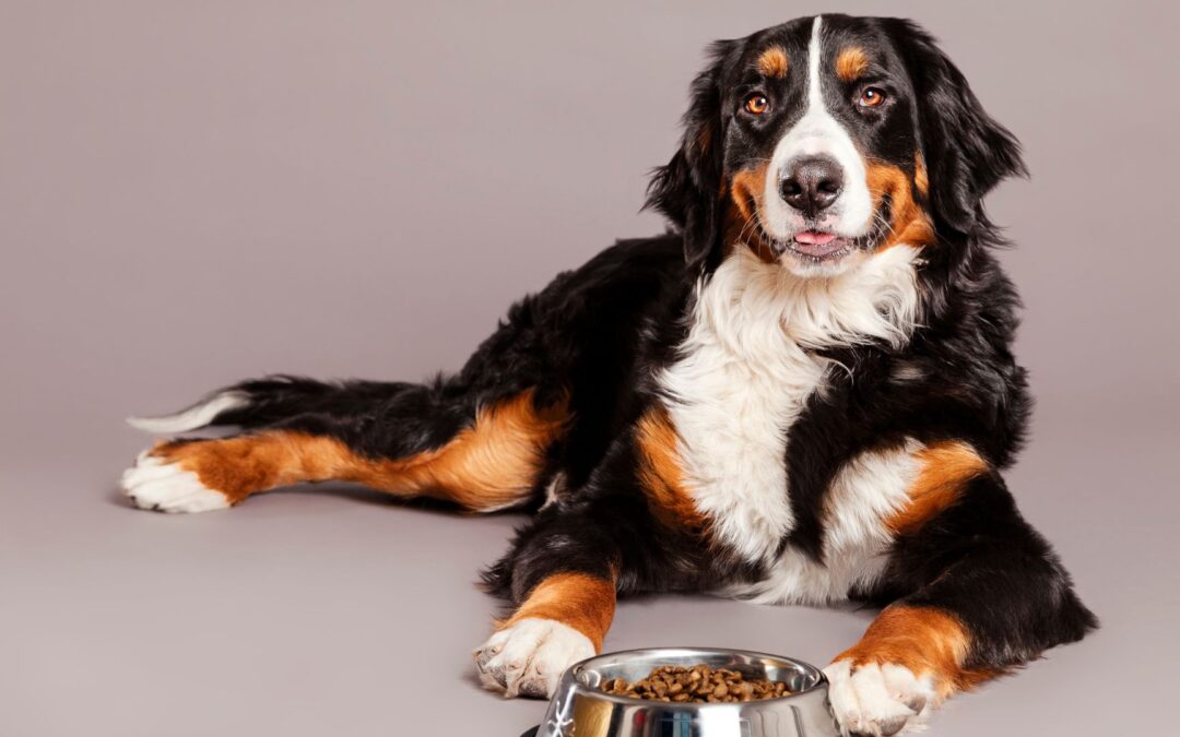 A Grain-Free Diet Is Not Good for Your Dog  Research shows this pet nutrition fad causes heart disease in dogs