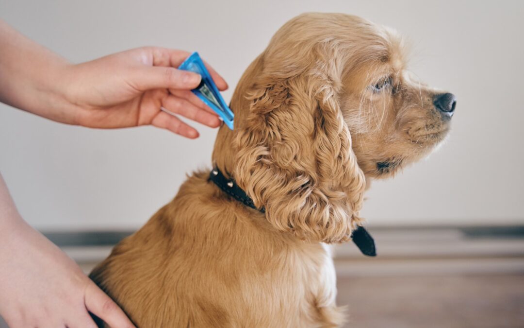 Keep Heartworms at Bay: Tips for Pet Owners  Your cats & dogs deserve a life free of pain and risk