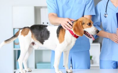 Emergency Preparation Planning for Cats & Dogs  How to plan and protect your pets in fires, floods, and storms