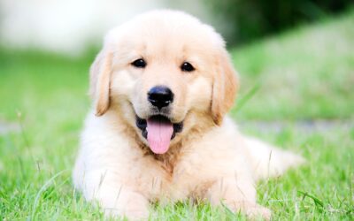 Puppies & Unvaccinated Adult Dogs Are at Risk for Parvo  This life-threatening disease is preventable with vaccines