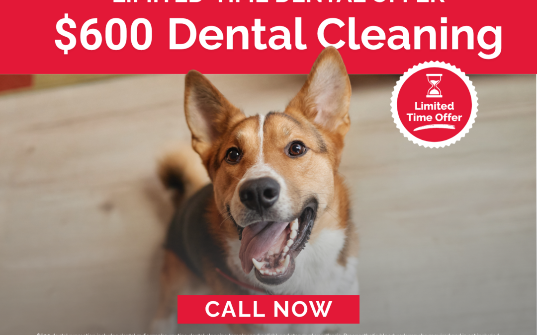 $600 Pet Dental Cleaning Special at Firehouse Kyle