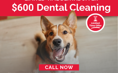$600 Pet Dental Cleaning Special at Firehouse Kyle